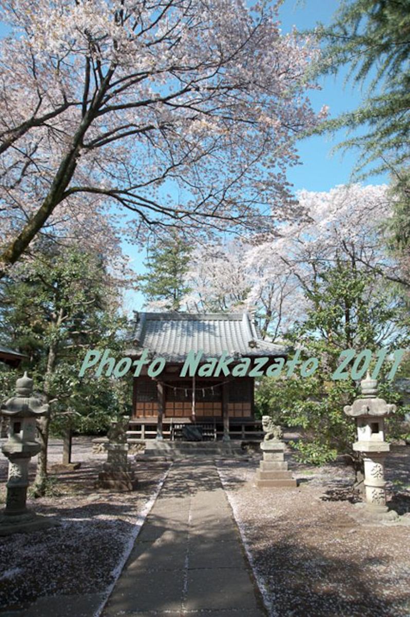 神明社の桜